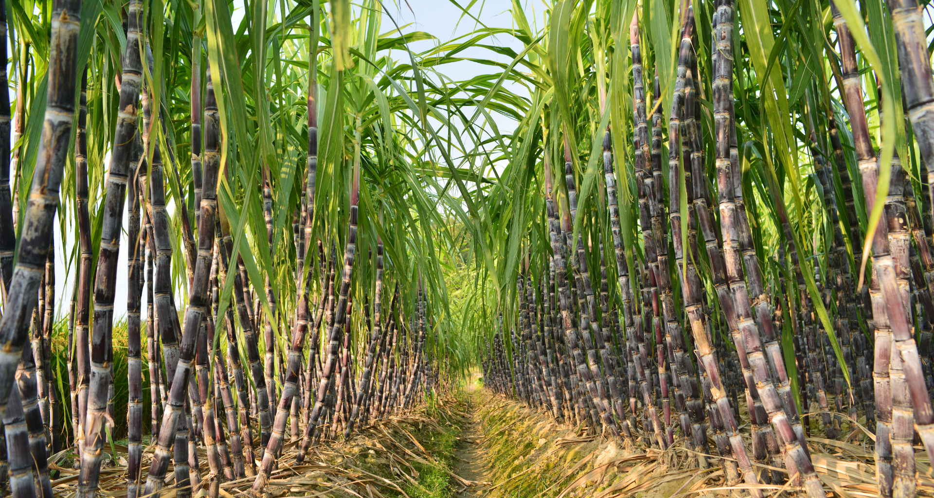 Controle de Plantadoras de Cana_ Como os Sensores de Rotação Garantem Precisão na Aplicação
